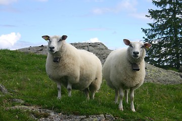 Image showing two sheep at the dairy