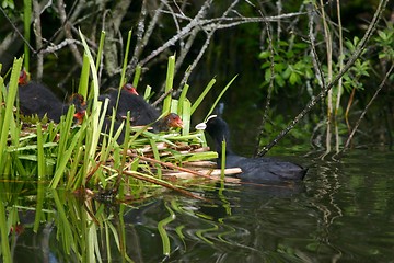 Image showing Fulica atra nestling