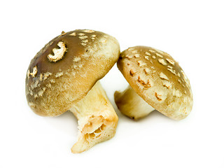 Image showing Shiitake mushrooms