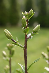 Image showing lily bud