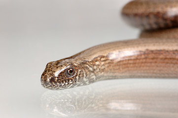 Image showing Snake