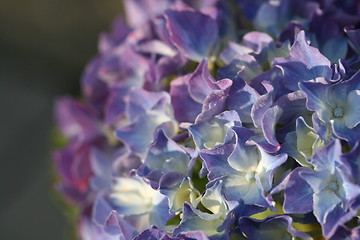 Image showing Blue flower