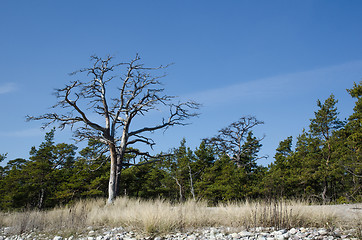 Image showing Dead old pine tree