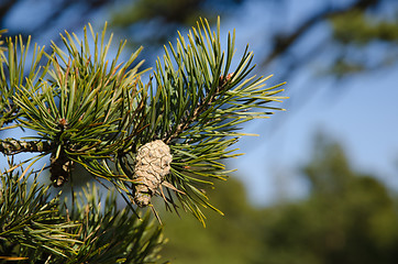 Image showing Pine tree cone