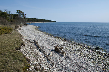 Image showing Driftwood at a stony coast