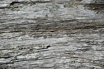 Image showing Old weathered pine tree surface