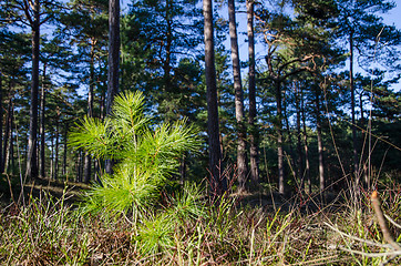 Image showing New pine tree plant