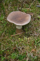 Image showing amanita rubescens