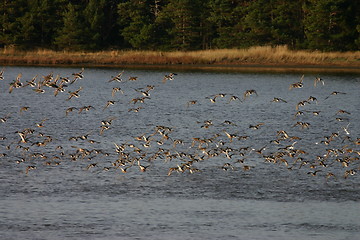 Image showing crowd of mallards