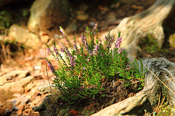 Image showing violet heather