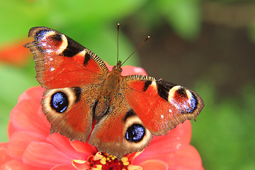 Image showing butterfly peacock in the nature 