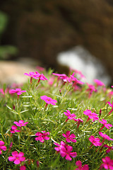 Image showing violet flowers 