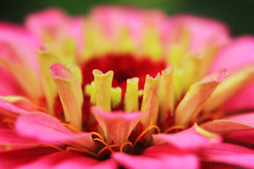 Image showing violet flower detail 