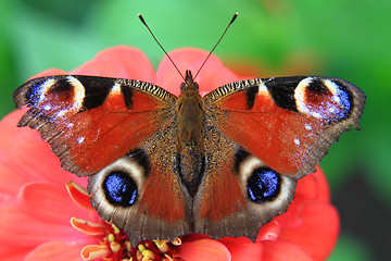 Image showing butterfly peacock in the nature 