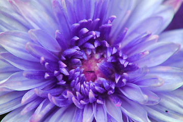 Image showing violet flower detail 