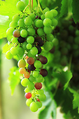 Image showing red grape in the early autumn 