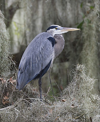 Image showing Great Blue Heron