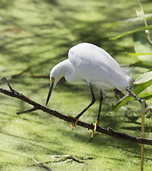 Image showing Snowy Egret 