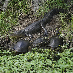 Image showing Alligator And Turtles 