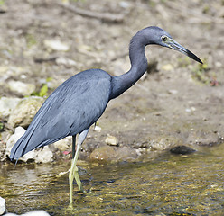Image showing Little Blue Heron