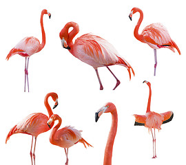 Image showing Collection of Flamingos Isolated on White