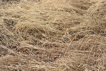 Image showing Dry yellow grass