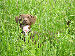 Image showing Brown dog nearly hidden in the open countryside