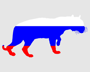 Image showing Russia tiger