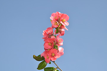 Image showing Red blooms