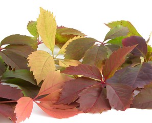 Image showing Gorgeous autumn leaves