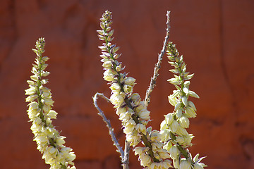 Image showing Wild Yucca 1