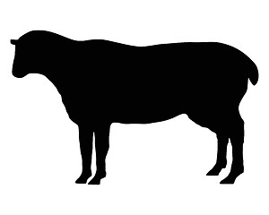 Image showing The black silhouette of a sheep on white