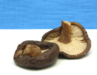 Image showing Shiitake on white plate and blue background