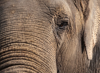 Image showing elephant