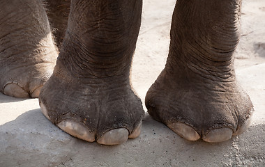 Image showing elephant legs