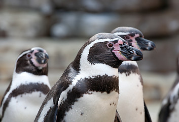 Image showing small penguins