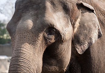 Image showing elephant