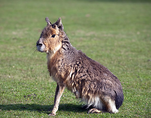 Image showing mara, big Patagonian hare