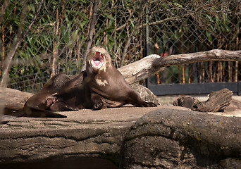 Image showing seal in zoo