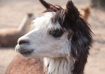 Image showing llama closeup portrait