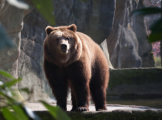 Image showing big brown bear