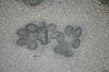 Image showing pawprints in mud