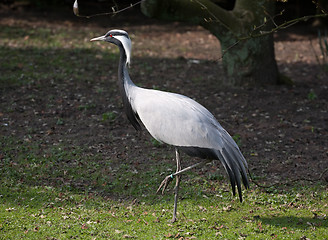 Image showing heron