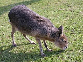 Image showing mara, big Patagonian hare