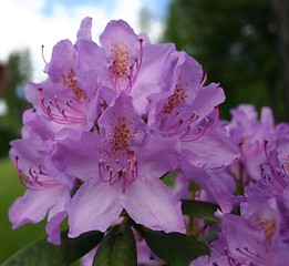 Image showing rhododendron flowers