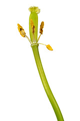 Image showing Withered tulip flower