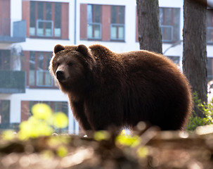 Image showing big brown bear