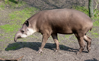 Image showing tapir