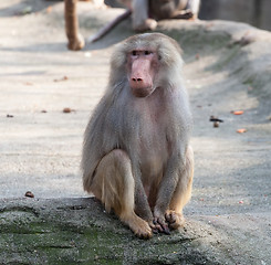 Image showing hamadryas baboon monkey