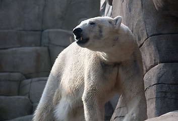 Image showing polar bear in the zoo